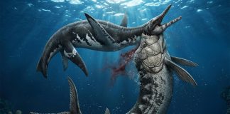 Ανακάλυψη ενός απολιθώματος προσφέρει ίσως μια εικόνα για τους κινδύνους που έκρυβαν οι θάλασσες πριν από 80 εκατομμύρια χρόνια.