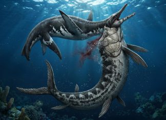 Ανακάλυψη ενός απολιθώματος προσφέρει ίσως μια εικόνα για τους κινδύνους που έκρυβαν οι θάλασσες πριν από 80 εκατομμύρια χρόνια.