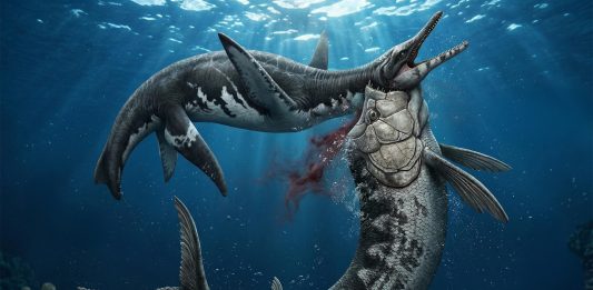 Ανακάλυψη ενός απολιθώματος προσφέρει ίσως μια εικόνα για τους κινδύνους που έκρυβαν οι θάλασσες πριν από 80 εκατομμύρια χρόνια.