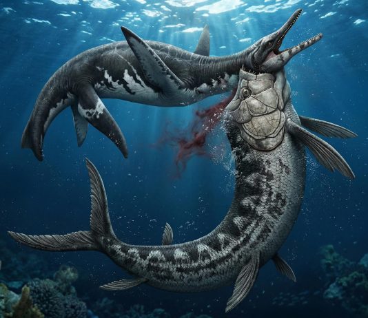 Εντοπίστηκε μάχη γιγάντων στα βάθη του ωκεανού Ανακάλυψη ενός απολιθώματος προσφέρει ίσως μια εικόνα για τους κινδύνους που έκρυβαν οι θάλασσες πριν από 80 εκατομμύρια χρόνια.