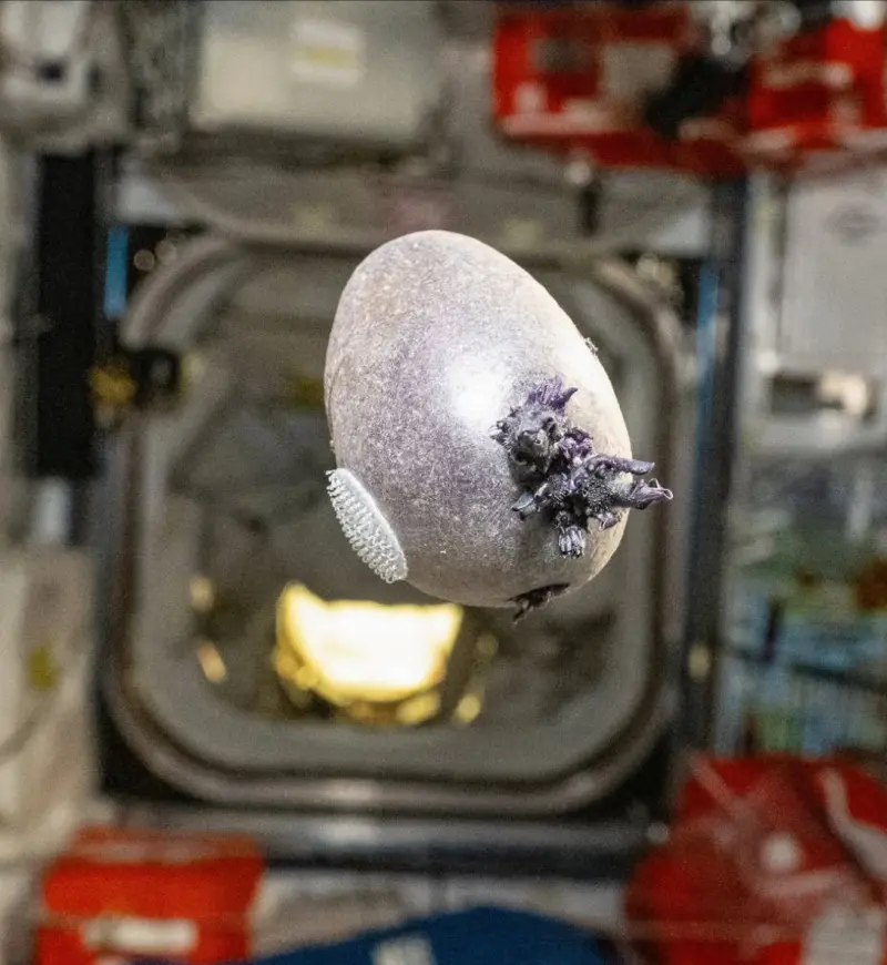 πατάτα διάστημα