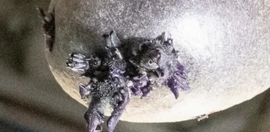 Μωβ μορφή ζωής φωτογαφήθηκε να φυτρώνει πλοκάμια στον Διεθνή Διαστημικό Σταθμό!