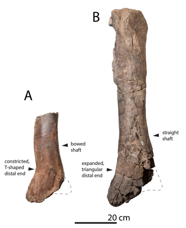 Τυραννόσαυρος
