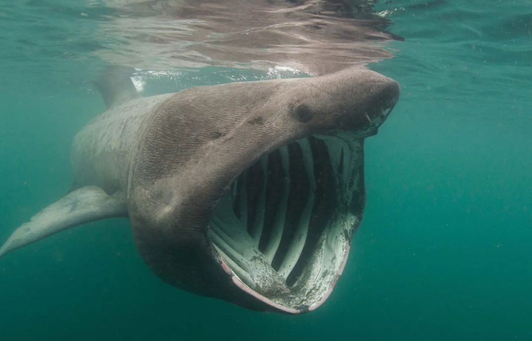 Ο χάρτης που δείχνει εντοπισμό καρχαριών στις Ελληνικές ακτές από την ομάδα Sharks in Greece