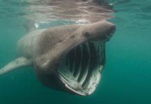 Ο χάρτης που δείχνει εντοπισμό καρχαριών στις Ελληνικές ακτές από την ομάδα Sharks in Greece