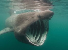 Ο χάρτης που δείχνει εντοπισμό καρχαριών στις Ελληνικές ακτές από την ομάδα Sharks in Greece