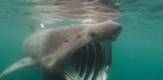 Ο χάρτης που δείχνει εντοπισμό καρχαριών στις Ελληνικές ακτές από την ομάδα Sharks in Greece