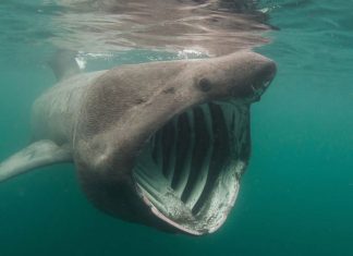 Ο χάρτης που δείχνει εντοπισμό καρχαριών στις Ελληνικές ακτές από την ομάδα Sharks in Greece