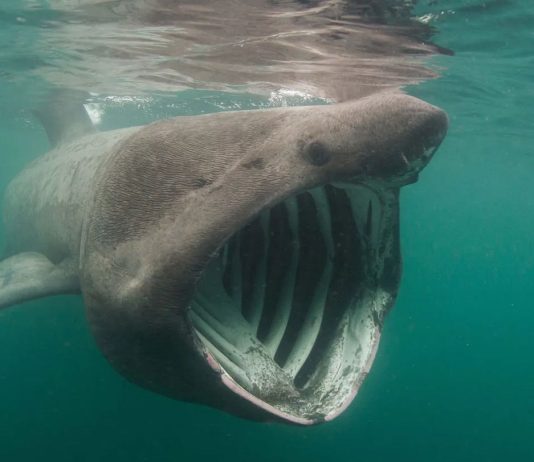 Ο χάρτης που δείχνει εντοπισμό καρχαριών στις Ελληνικές ακτές Ο χάρτης που δείχνει εντοπισμό καρχαριών στις Ελληνικές ακτές από την ομάδα Sharks in Greece