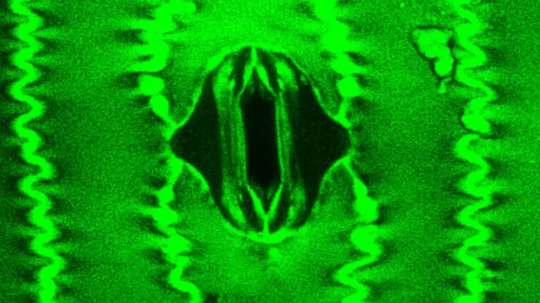 αναπνέουν τα φυτά