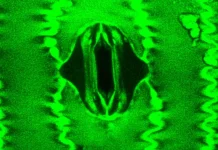 αναπνέουν τα φυτά