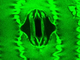 αναπνέουν τα φυτά