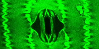 αναπνέουν τα φυτά