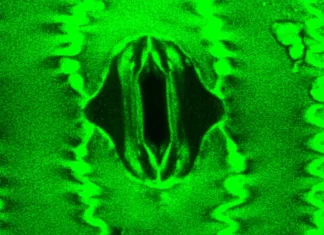 αναπνέουν τα φυτά