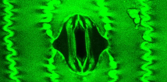 αναπνέουν τα φυτά