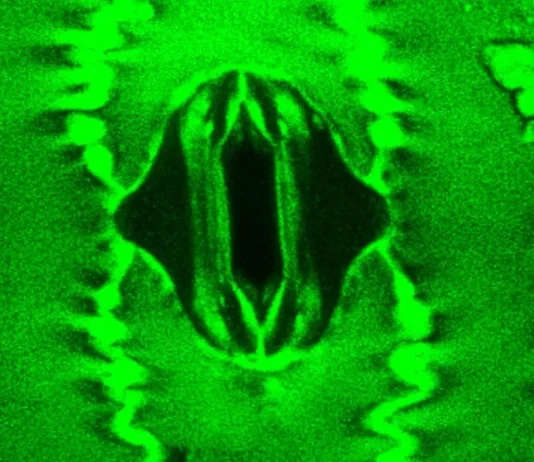 αναπνέουν τα φυτά