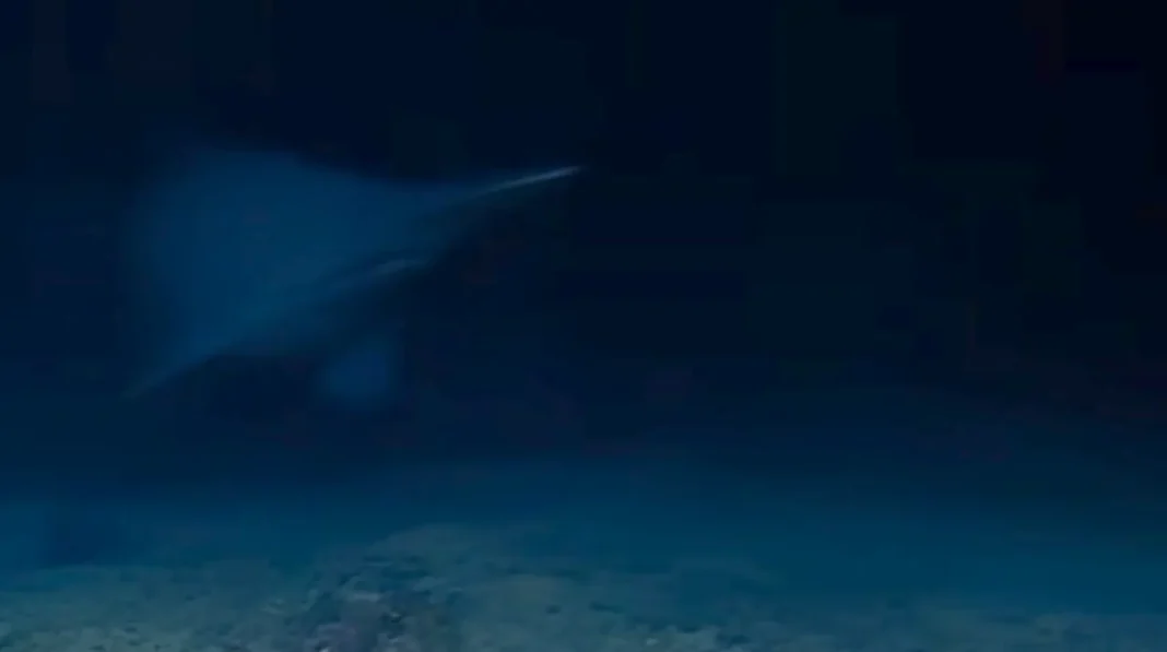 goblin shark καρχαρία goblin