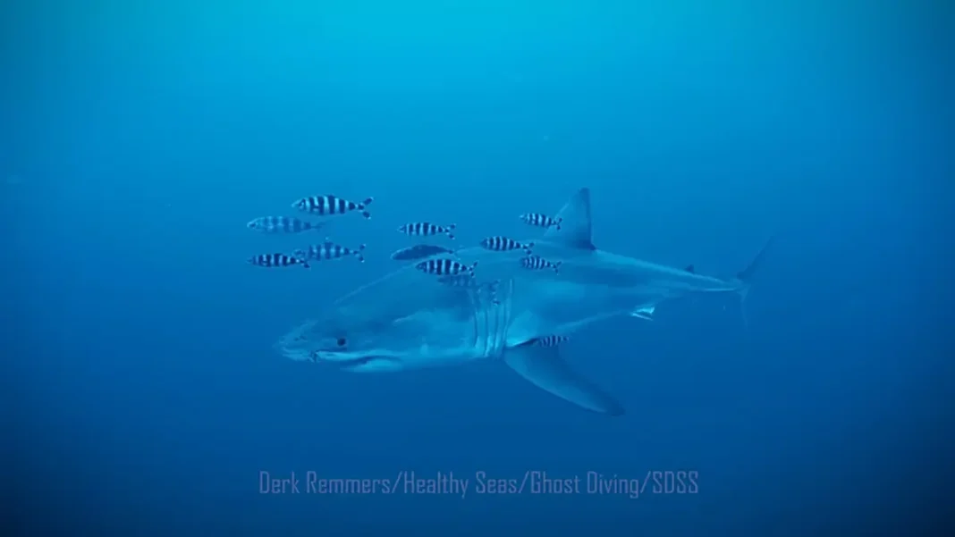 white shark mediteranian λευκός καρχαρίας Μεσόγειο