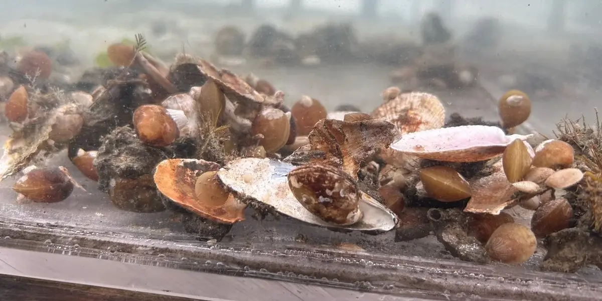 stanford-lab-experiment-marine-metabolism.webp Εργαστηριακό πείραμα του Stanford με ζωντανούς θαλάσσιους οργανισμούς σε ενυδρείο για τη μέτρηση του μεταβολισμού και του οξυγόνου